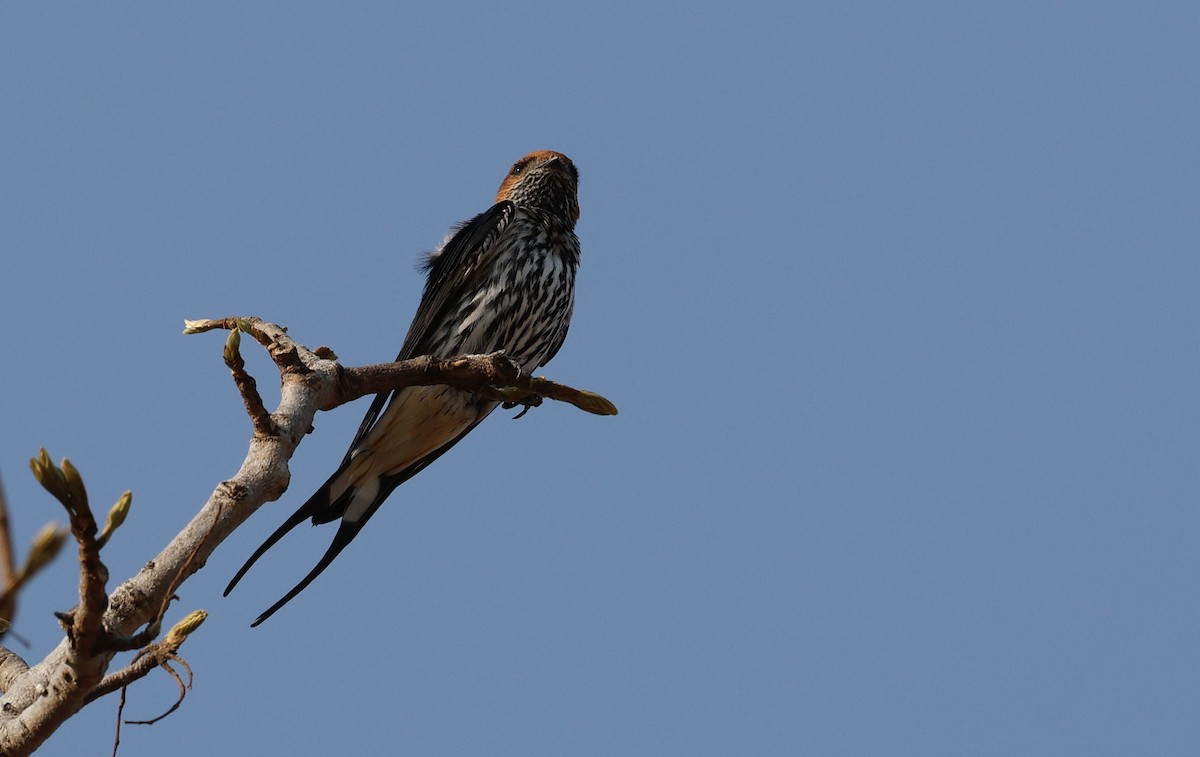 Lesser Striped Swallow - ML641906504