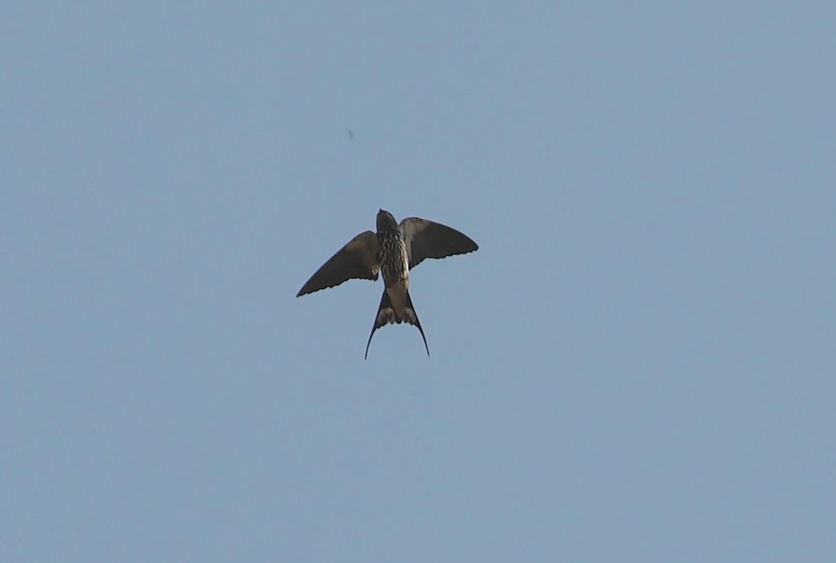 Lesser Striped Swallow - ML641906505