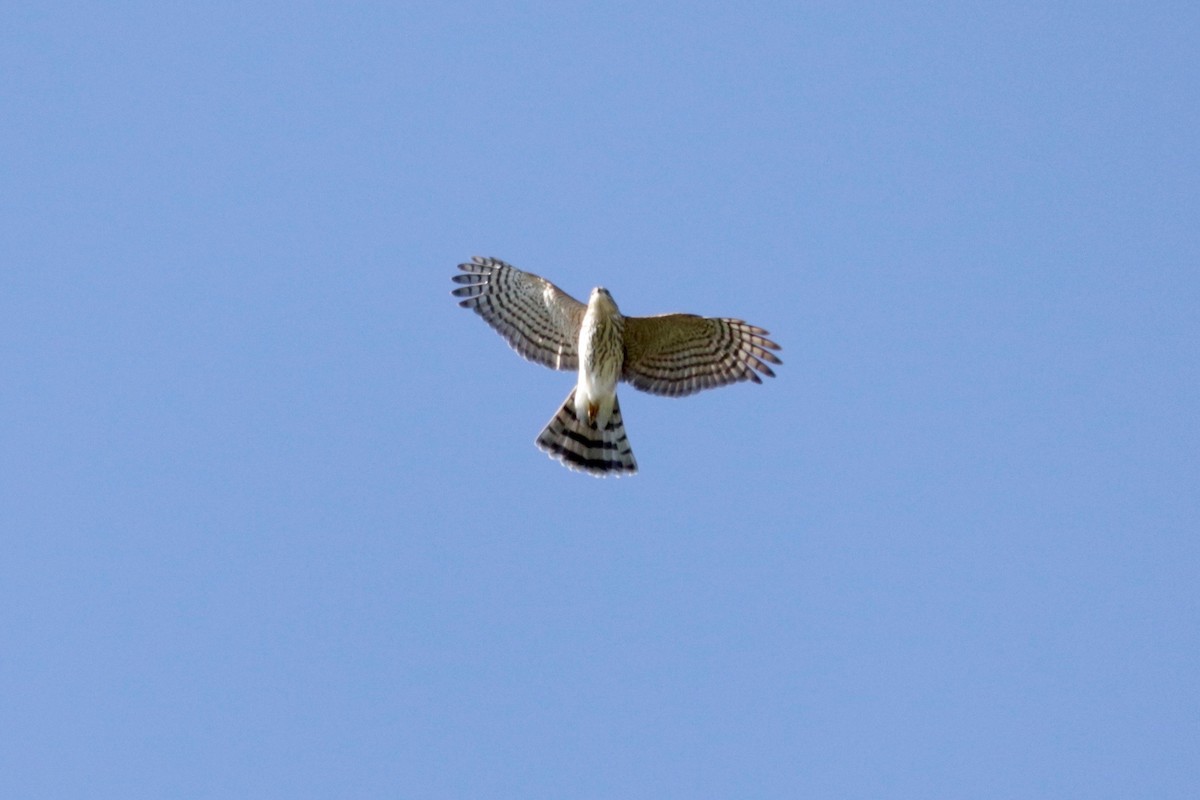 Sharp-shinned Hawk - ML641906531