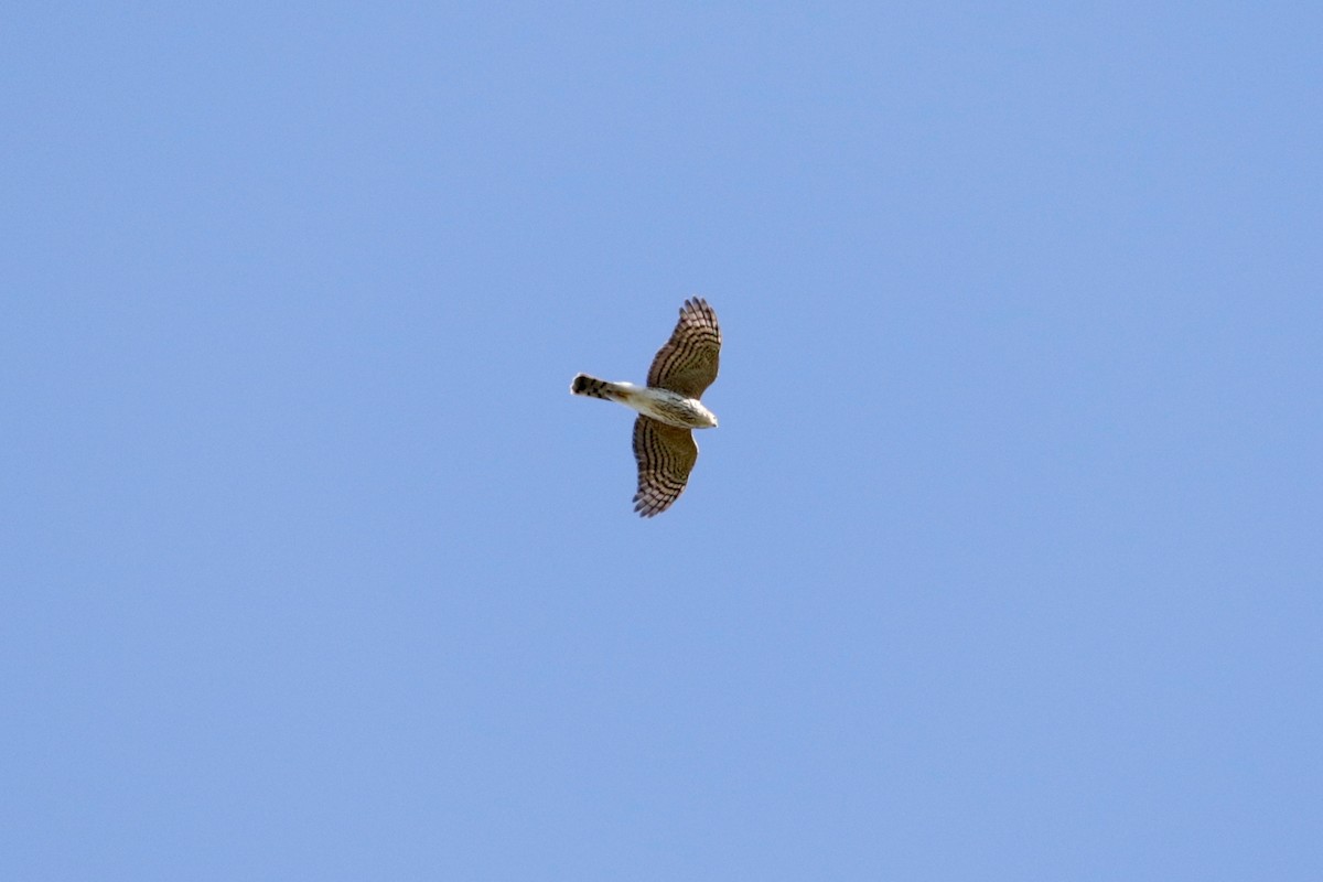 Sharp-shinned Hawk - ML641906532