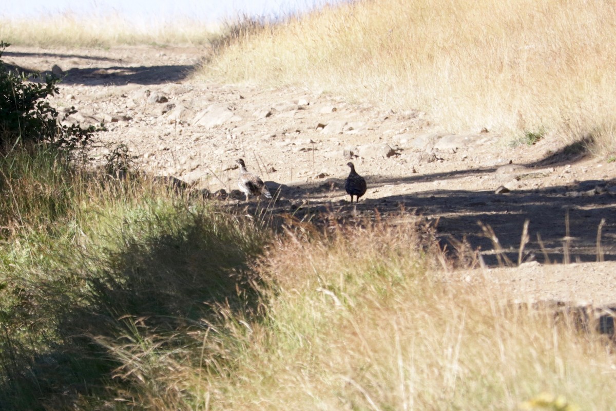 Sooty Grouse - ML641906546