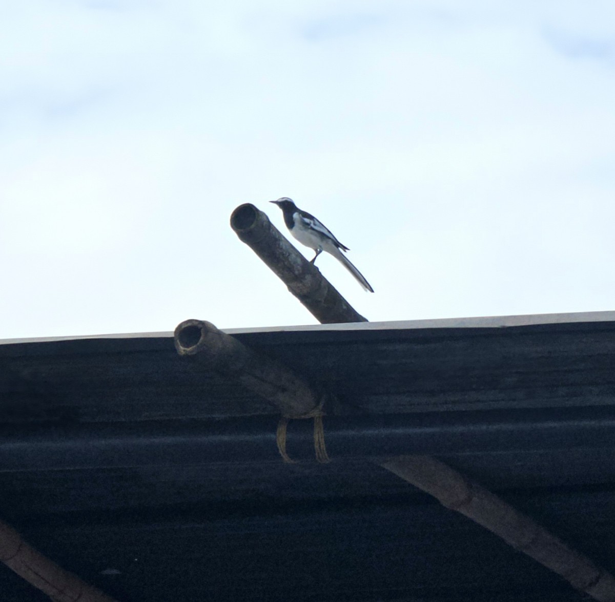 White-browed Wagtail - ML641906557
