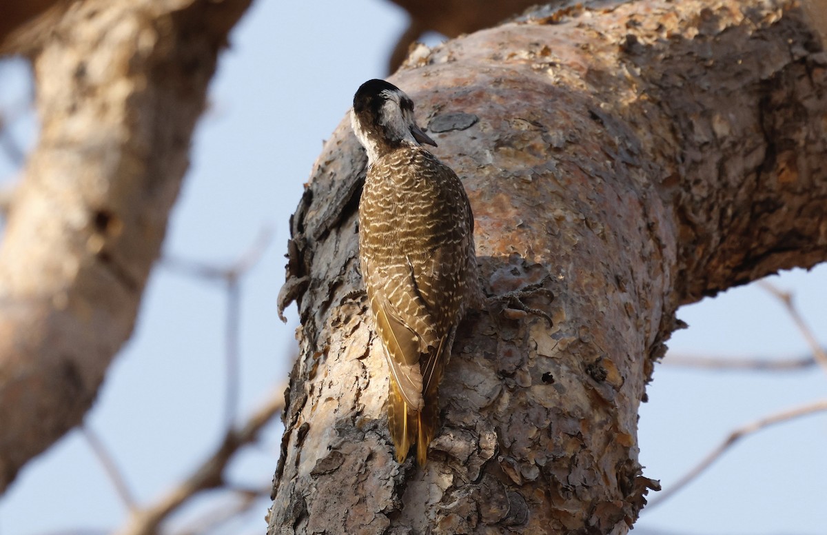 Bearded Woodpecker - ML641906564
