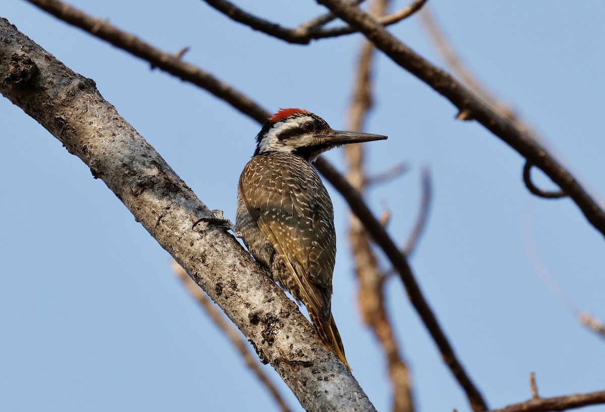 Bearded Woodpecker - ML641906565