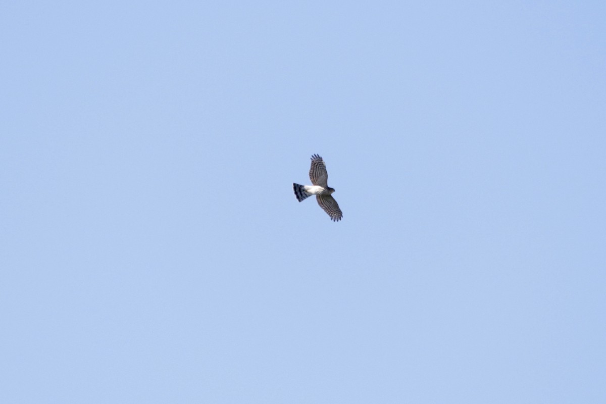 Sharp-shinned Hawk - ML641906572