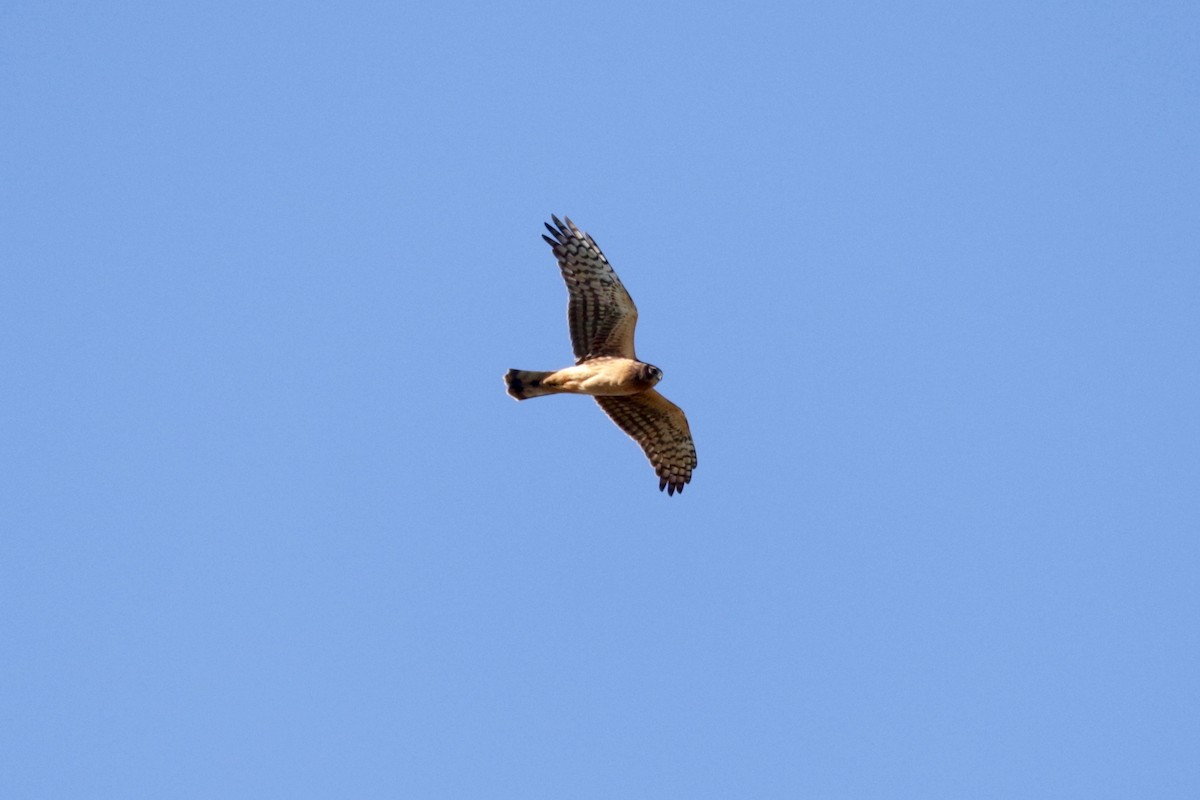 Northern Harrier - ML641906574