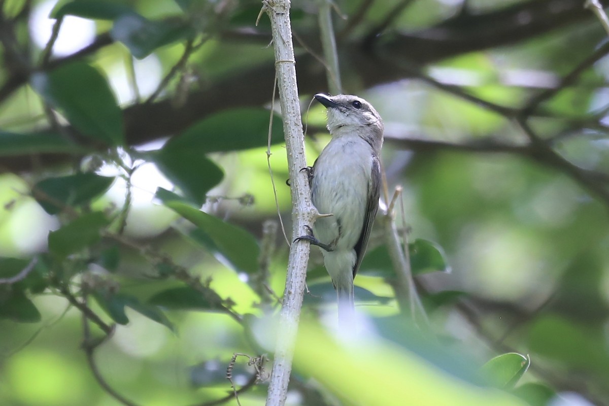 Gray Whistler - ML641906579
