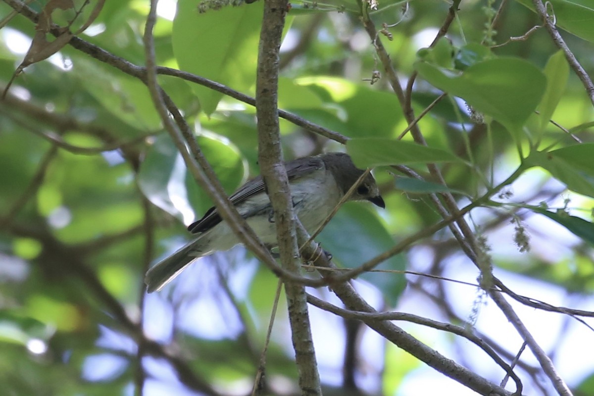 Gray Whistler - ML641906581