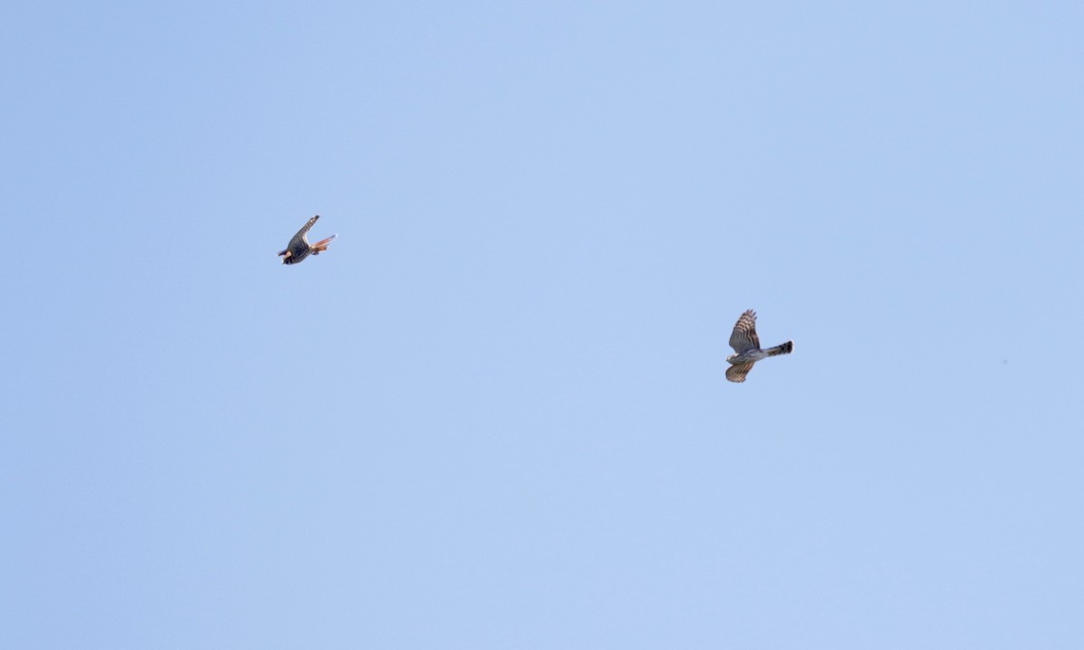 American Kestrel - ML641906594