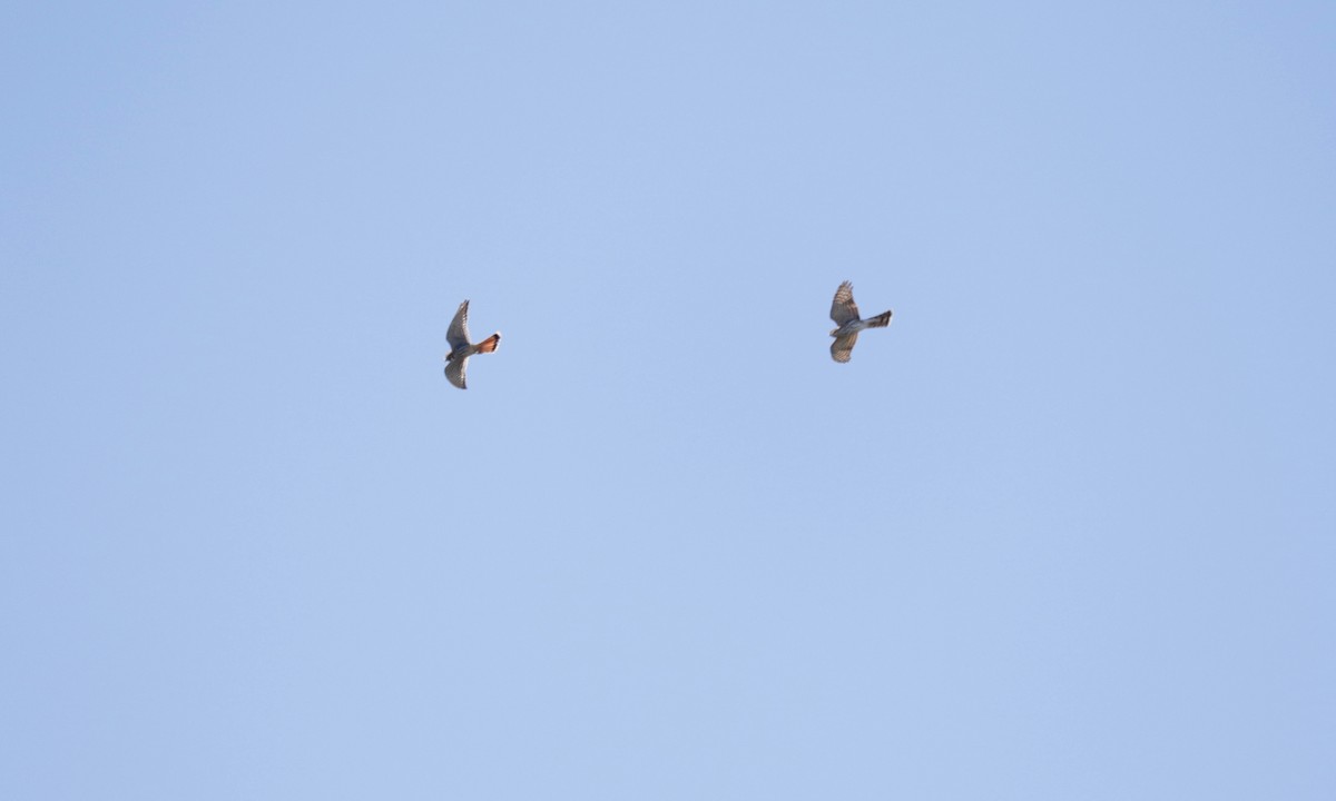 American Kestrel - ML641906595