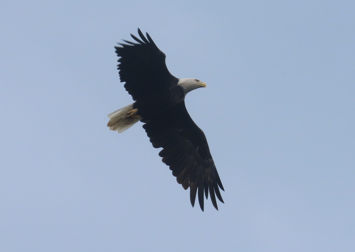 Bald Eagle - ML641906601
