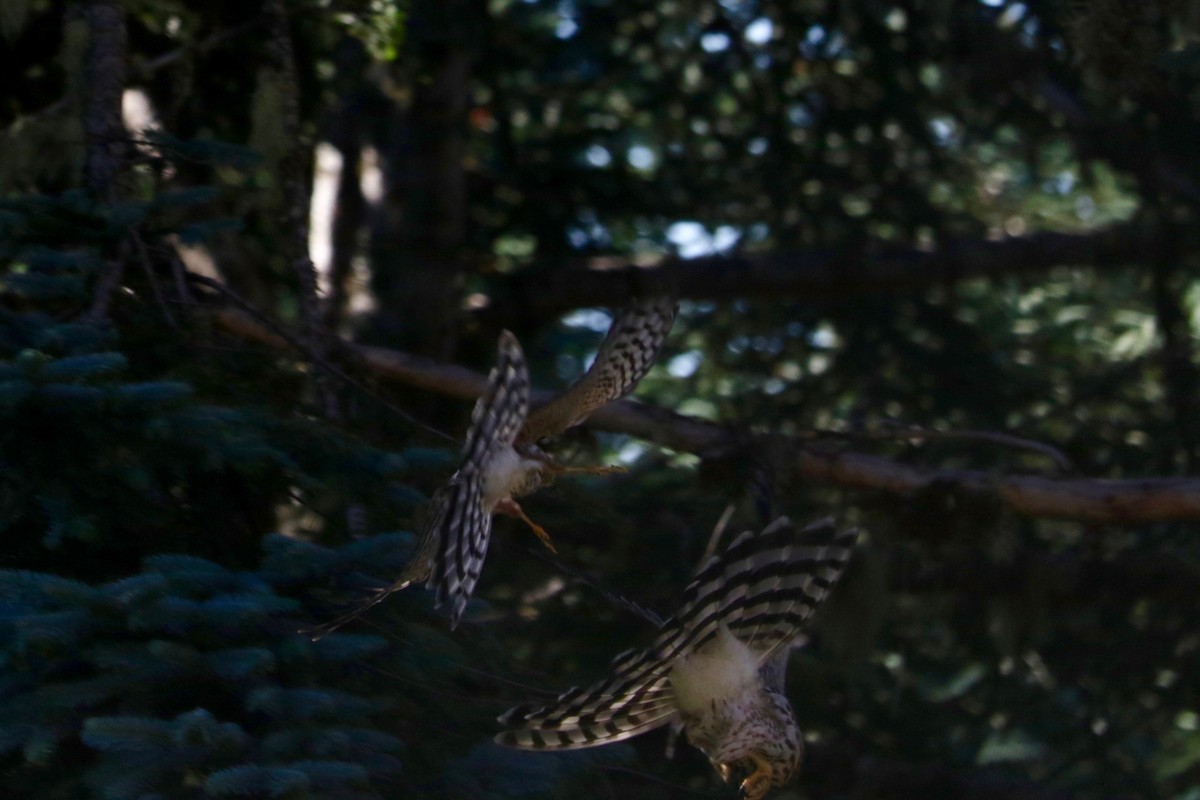 Cooper's Hawk - ML641906617