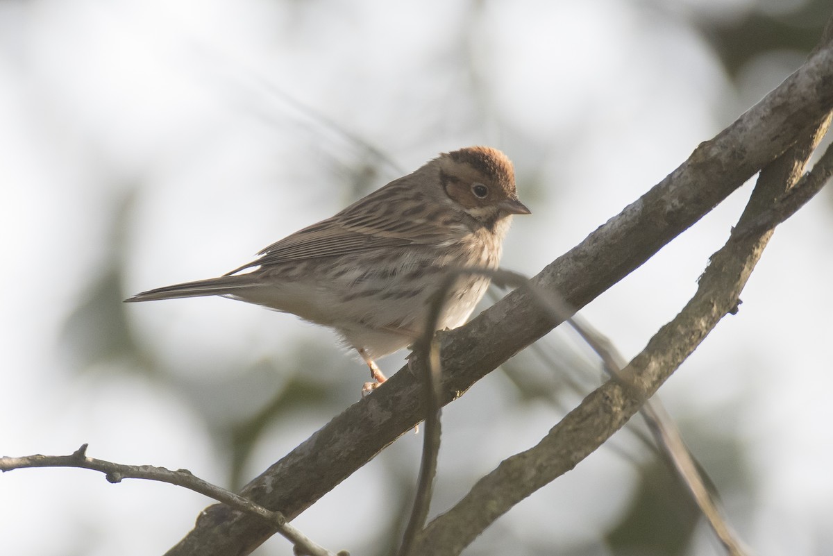 Little Bunting - ML641906618