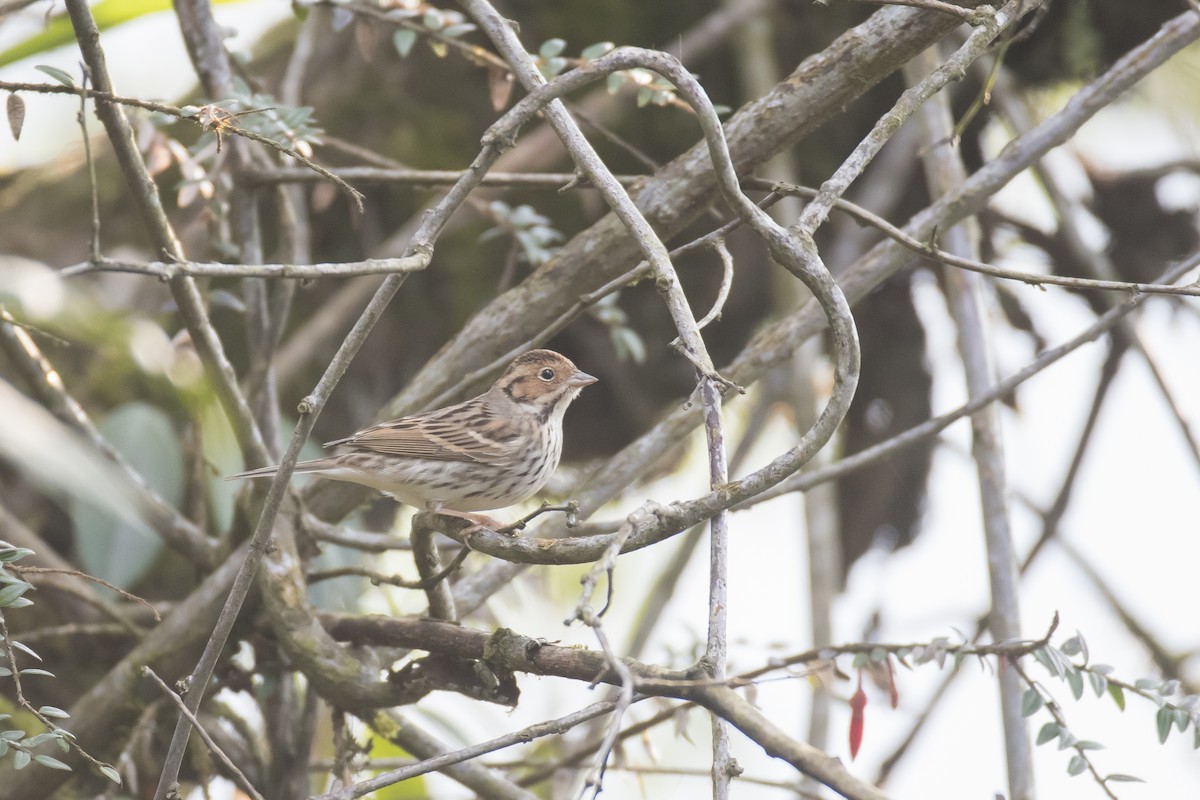 Little Bunting - ML641906619