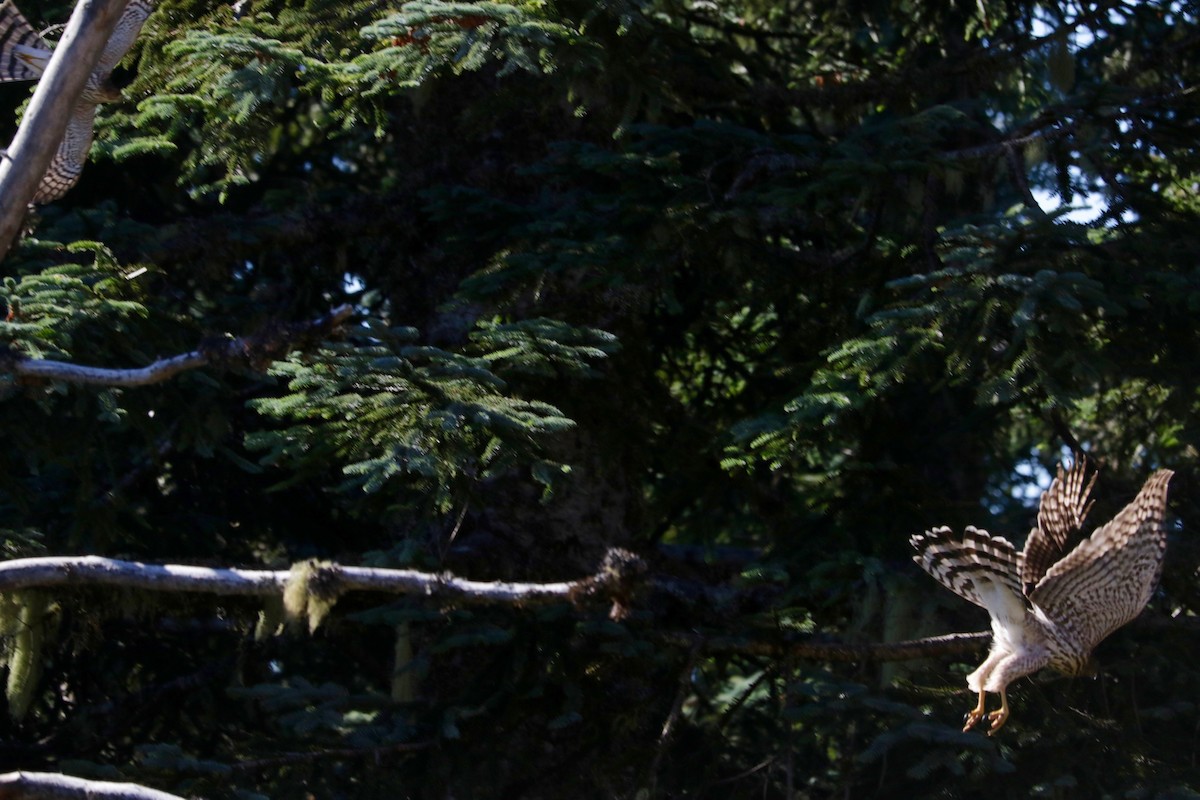 Cooper's Hawk - ML641906620