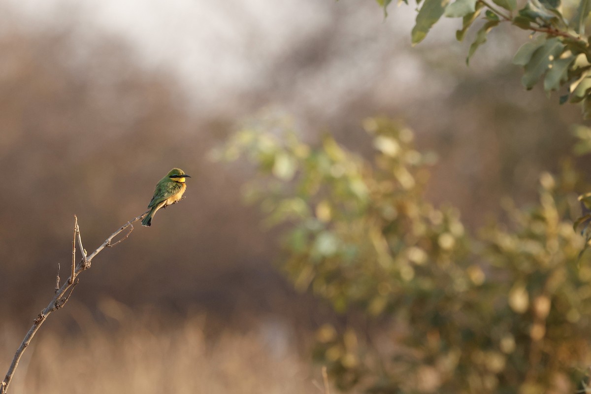Little Bee-eater - ML641906648