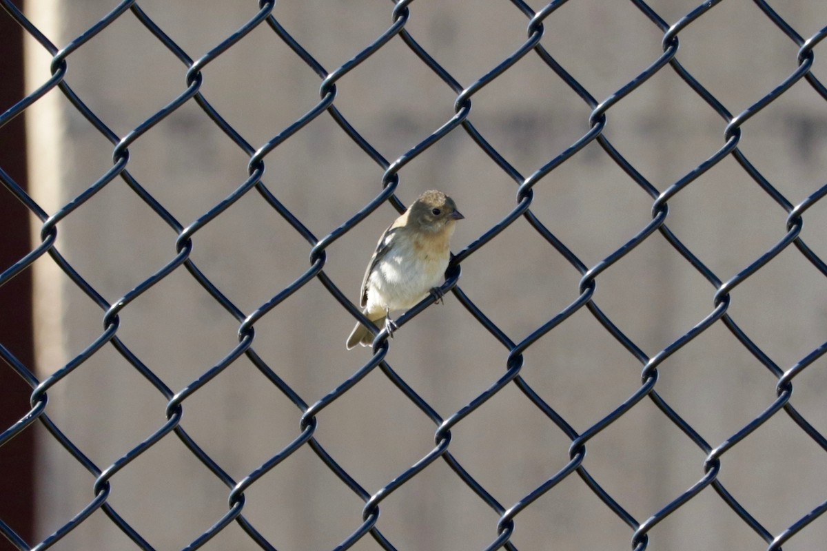 Lazuli Bunting - ML641906649