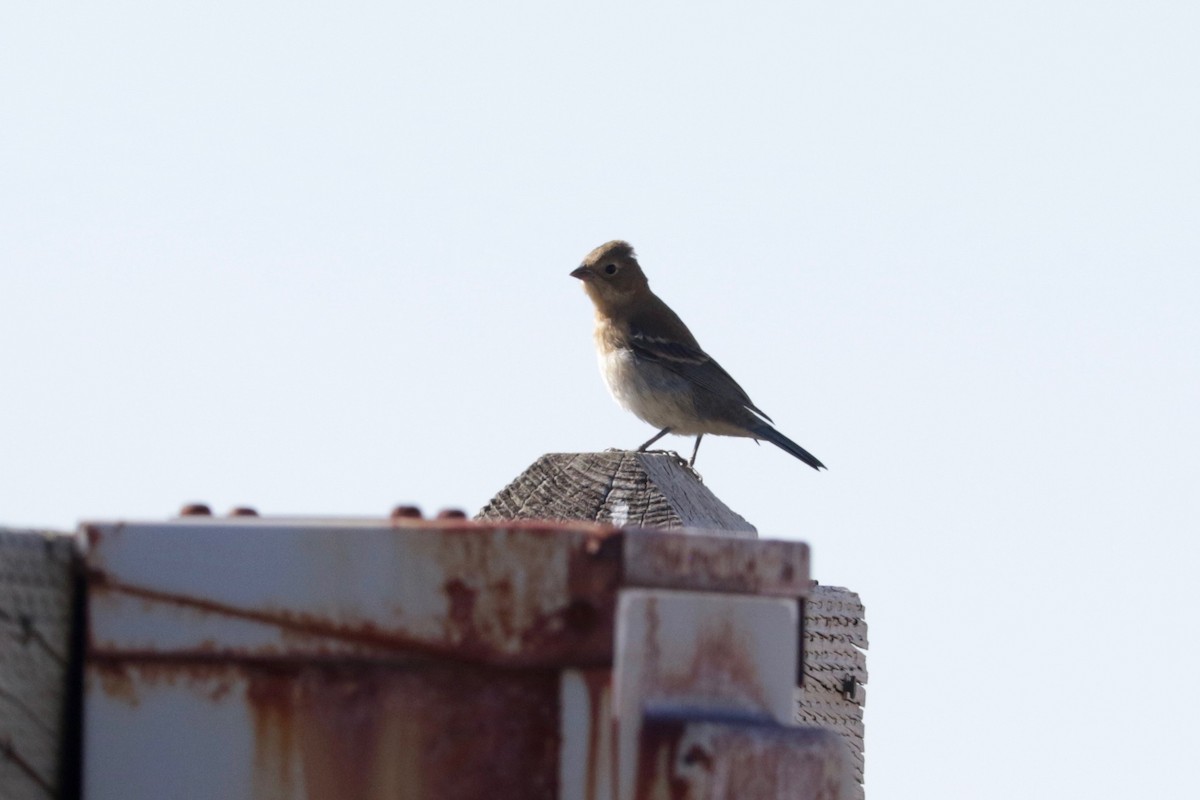 Lazuli Bunting - ML641906650