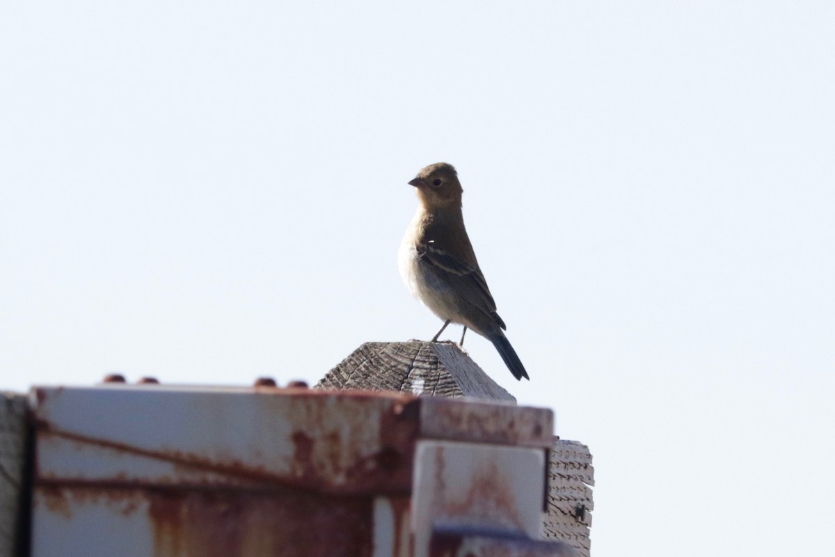 Lazuli Bunting - ML641906651