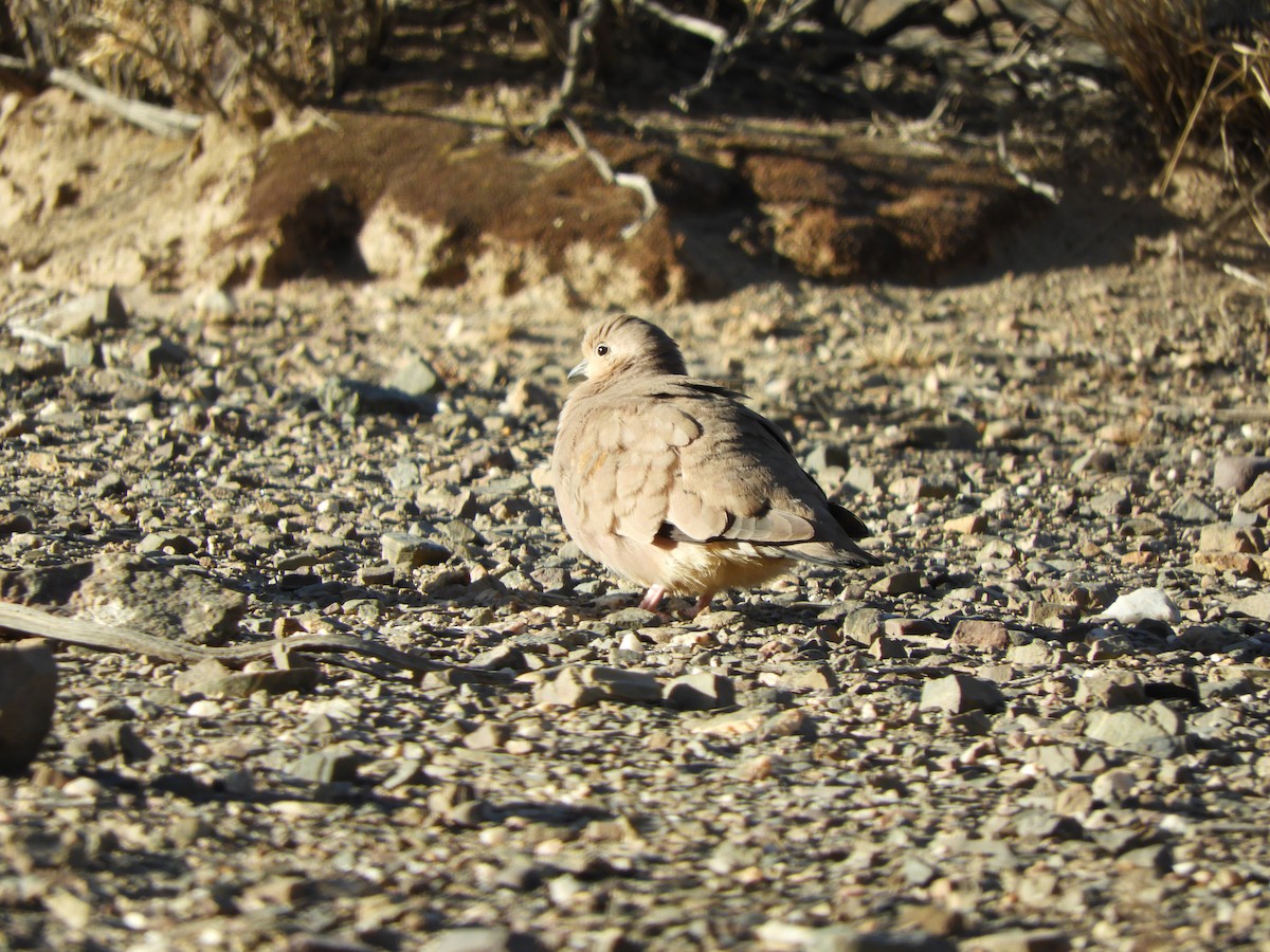 Golden-spotted Ground Dove - ML641906653