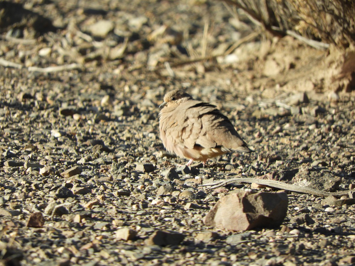 Golden-spotted Ground Dove - ML641906654