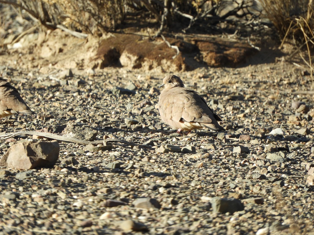 Golden-spotted Ground Dove - ML641906655