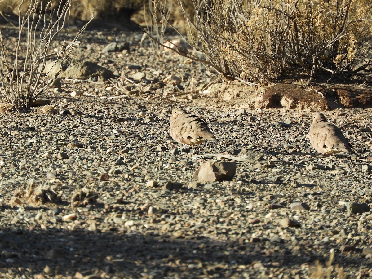 Golden-spotted Ground Dove - ML641906656