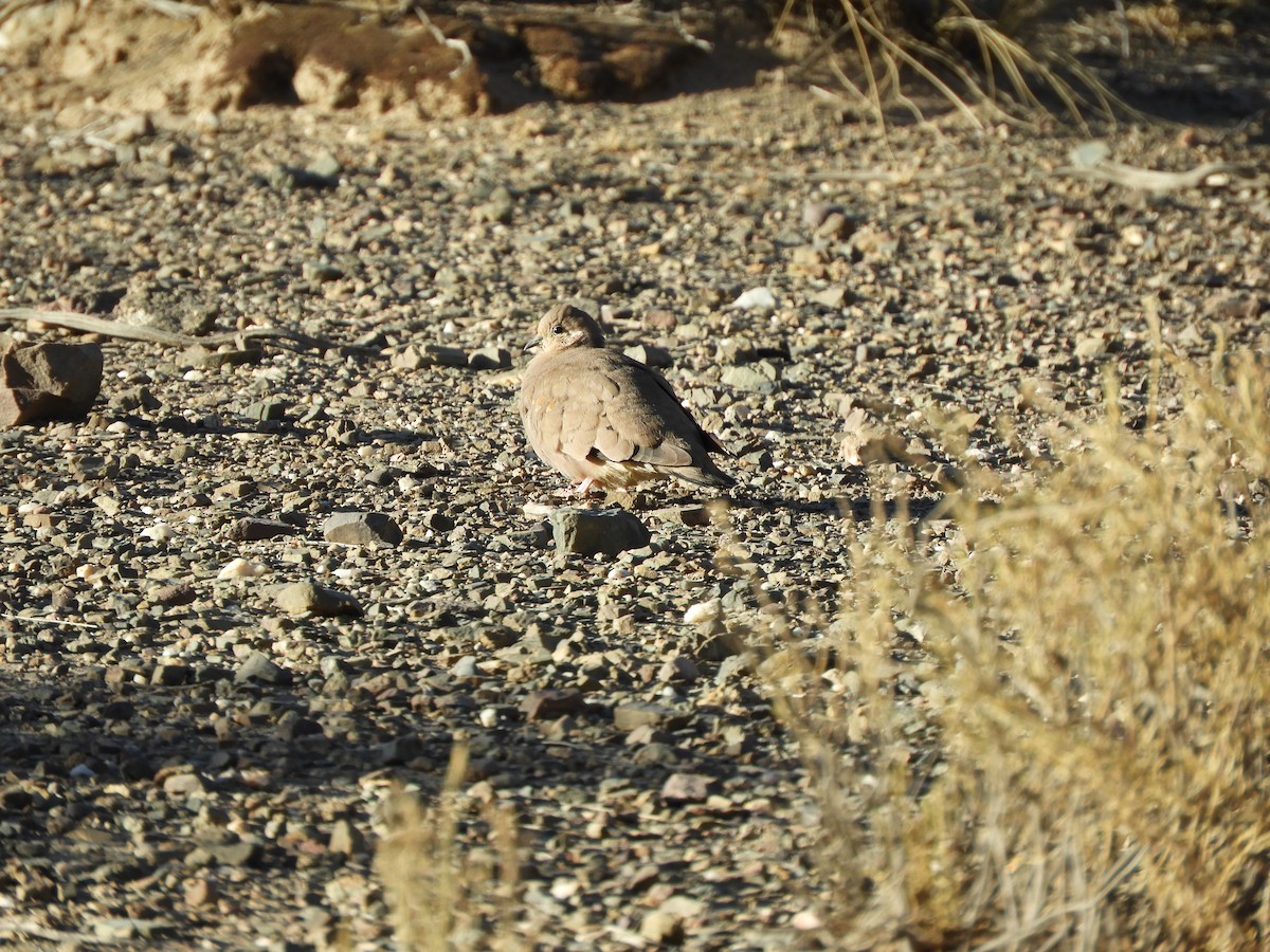 Golden-spotted Ground Dove - ML641906657