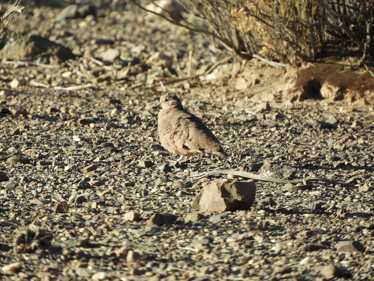 Golden-spotted Ground Dove - ML641906658