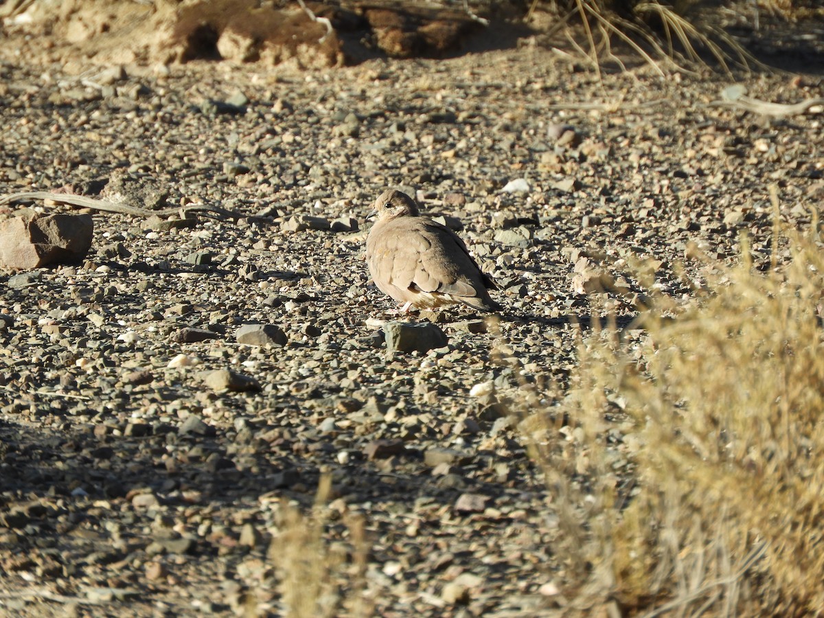 Golden-spotted Ground Dove - ML641906659