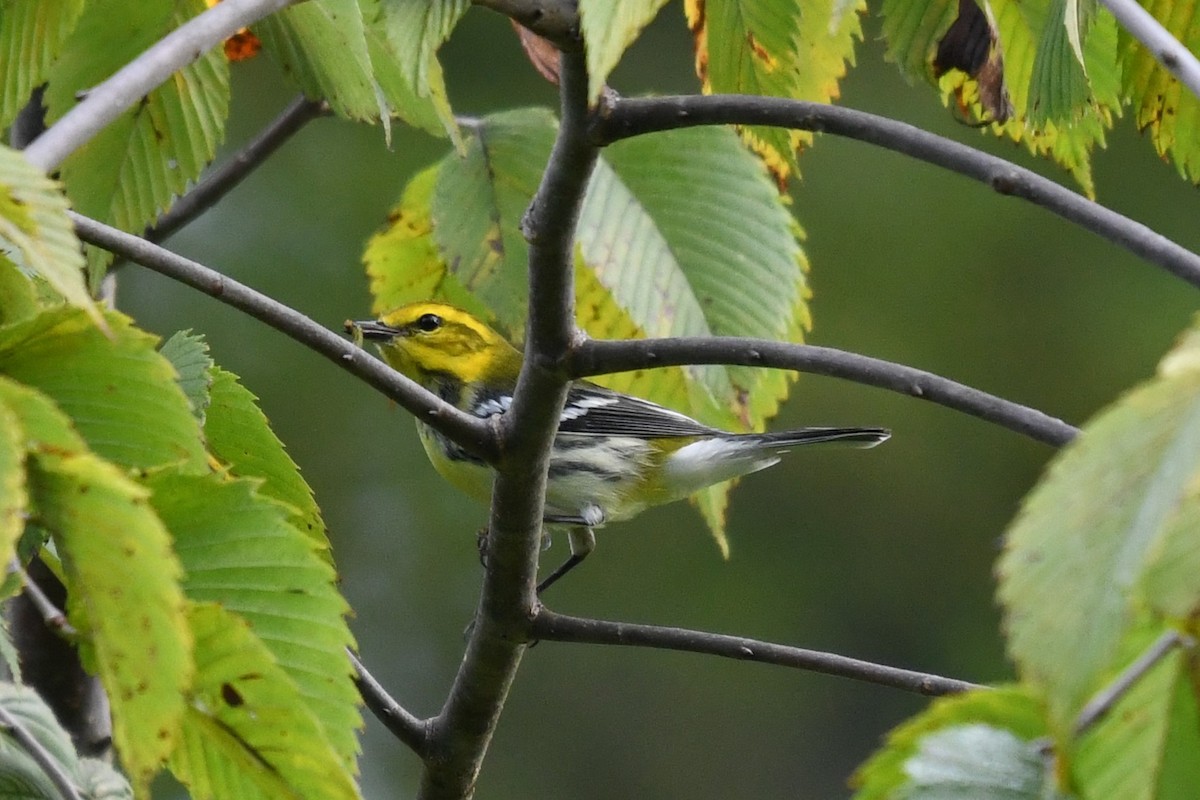 Black-throated Green Warbler - ML641906661