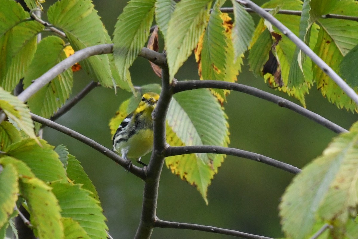 Black-throated Green Warbler - ML641906662