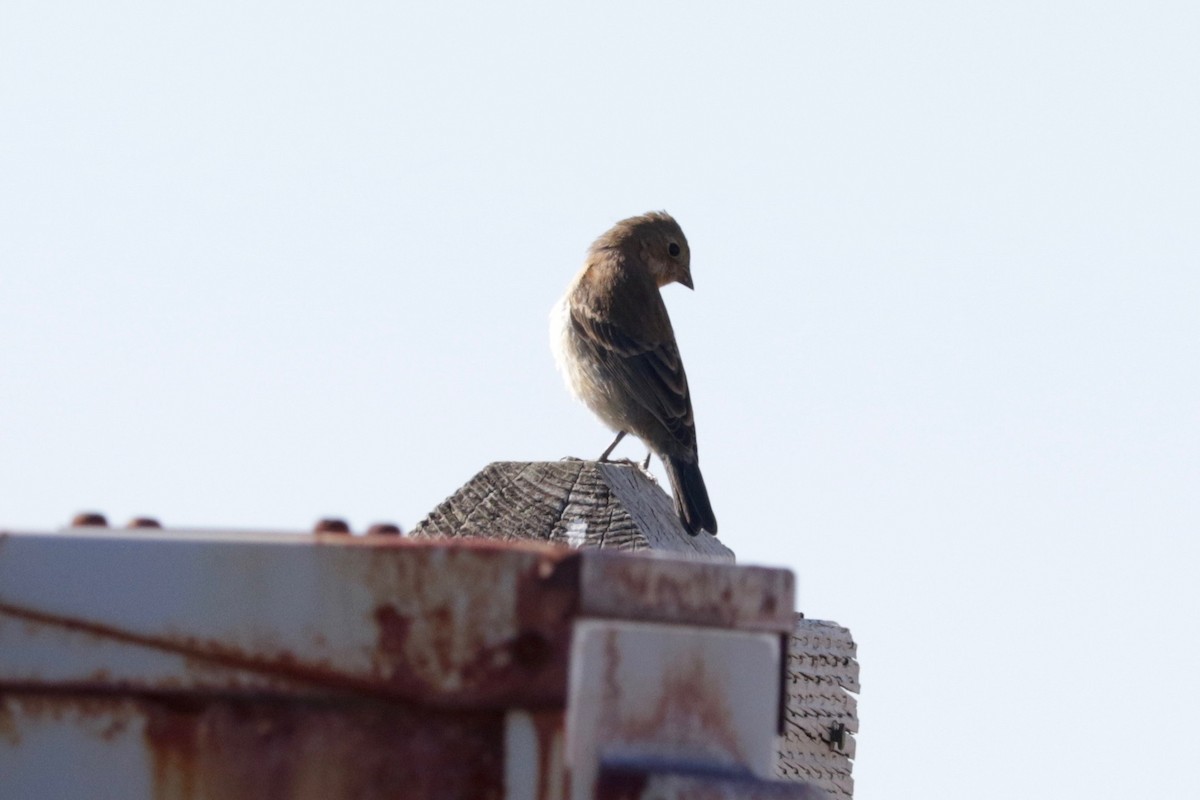 Lazuli Bunting - ML641906664
