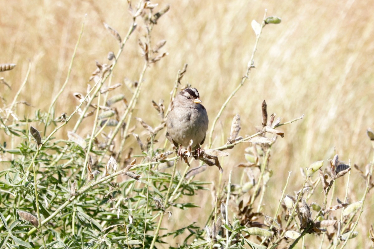 White-crowned Sparrow - ML641906666