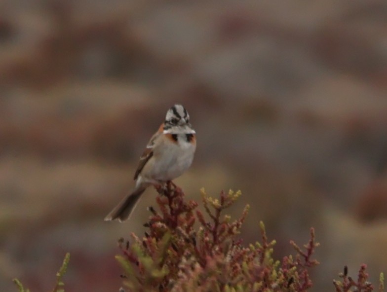 Rufous-collared Sparrow - ML641906668