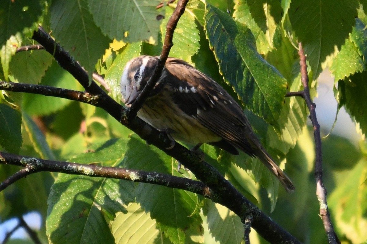 Rose-breasted Grosbeak - ML641906669