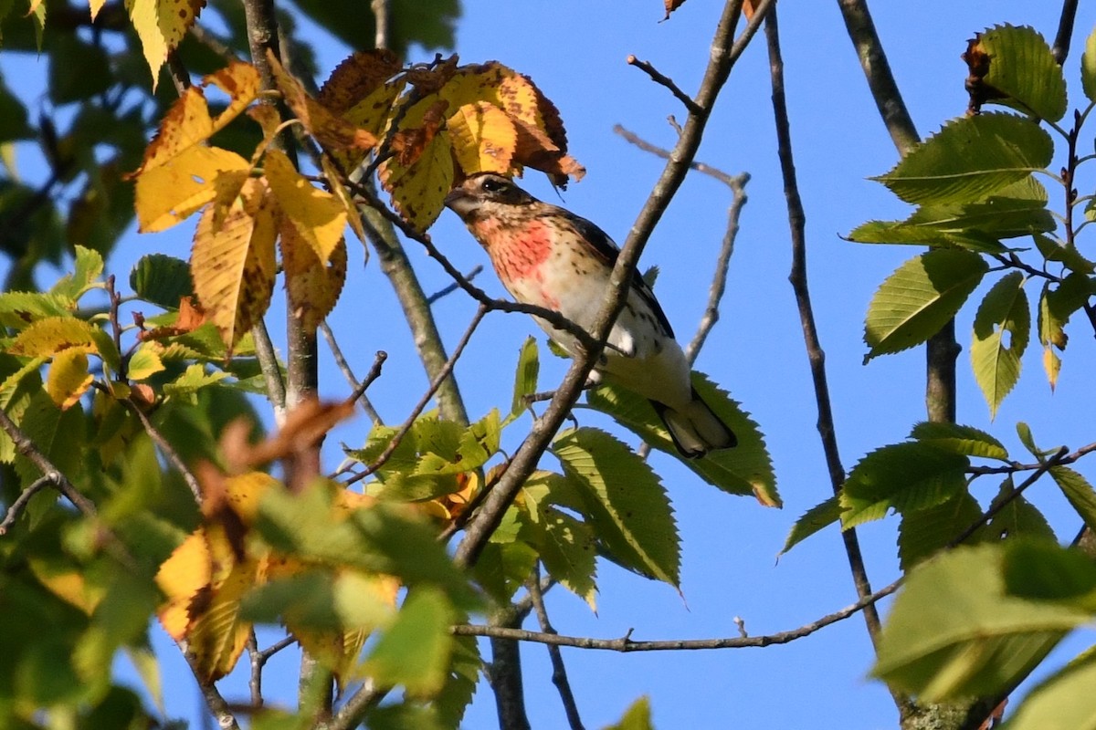 Rose-breasted Grosbeak - ML641906670
