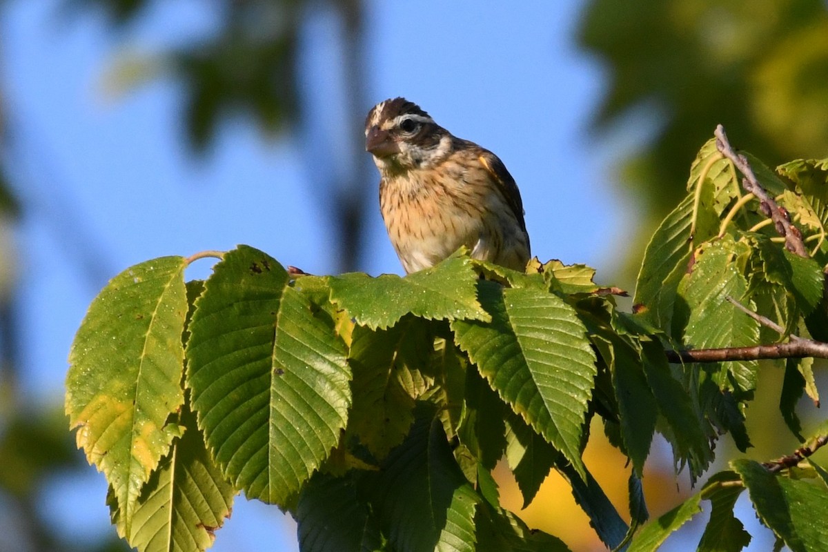 Rose-breasted Grosbeak - ML641906671