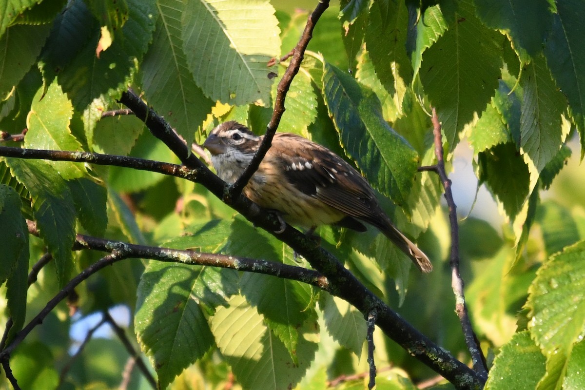 Rose-breasted Grosbeak - ML641906673