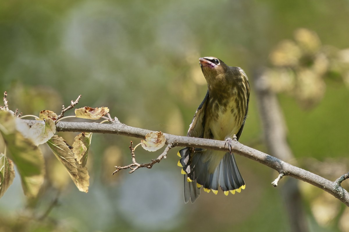 Cedar Waxwing - ML641906674
