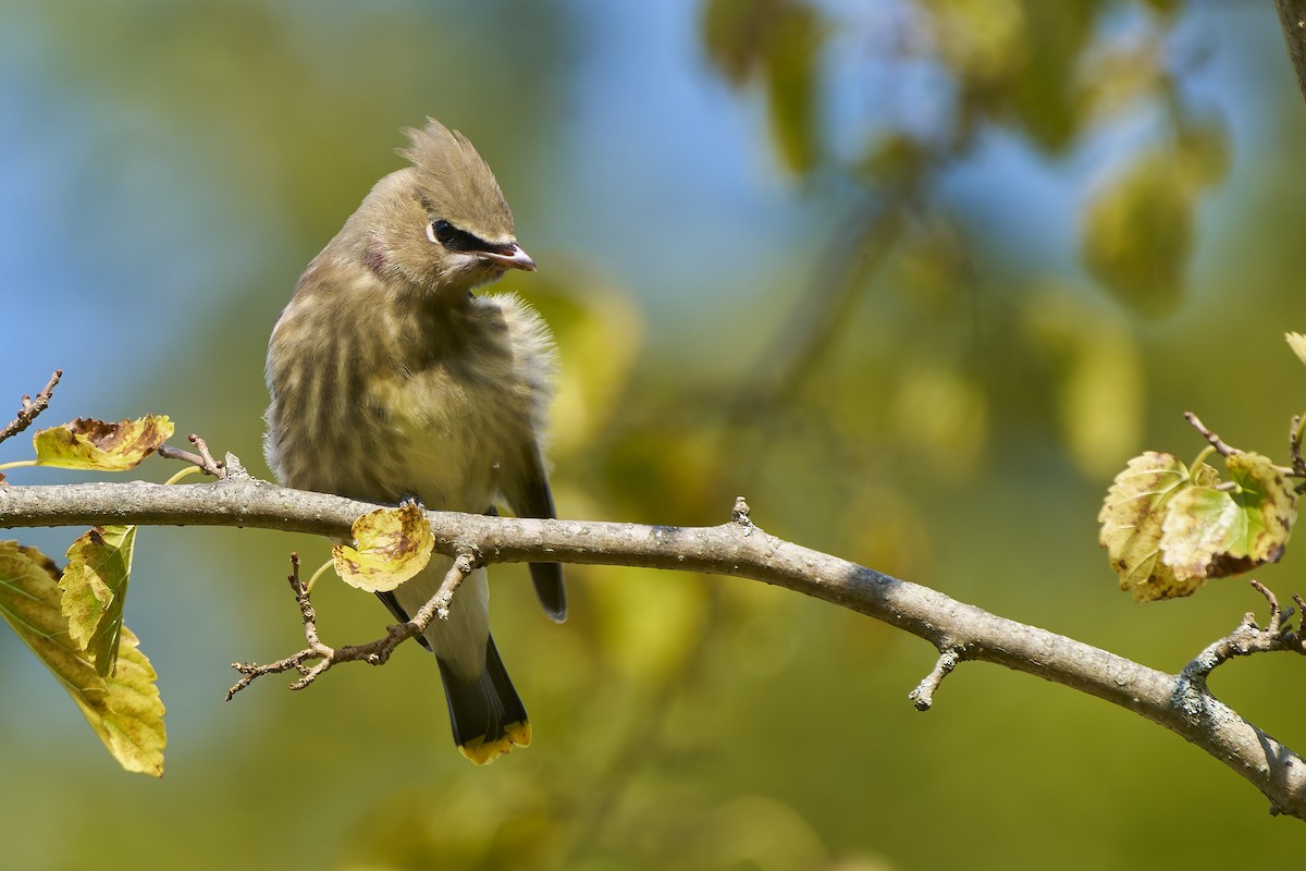 Cedar Waxwing - ML641906675