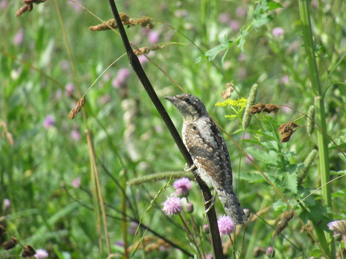 Холтсон гоётуул - ML641906689