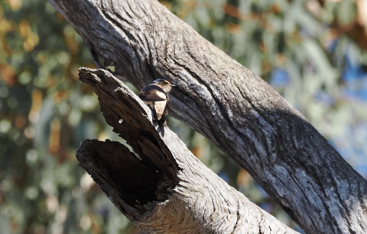 Tree Martin - ML641906691