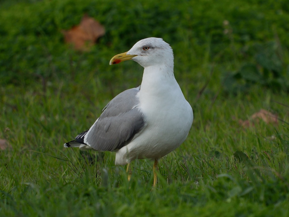 gulbeinmåke - ML641906701
