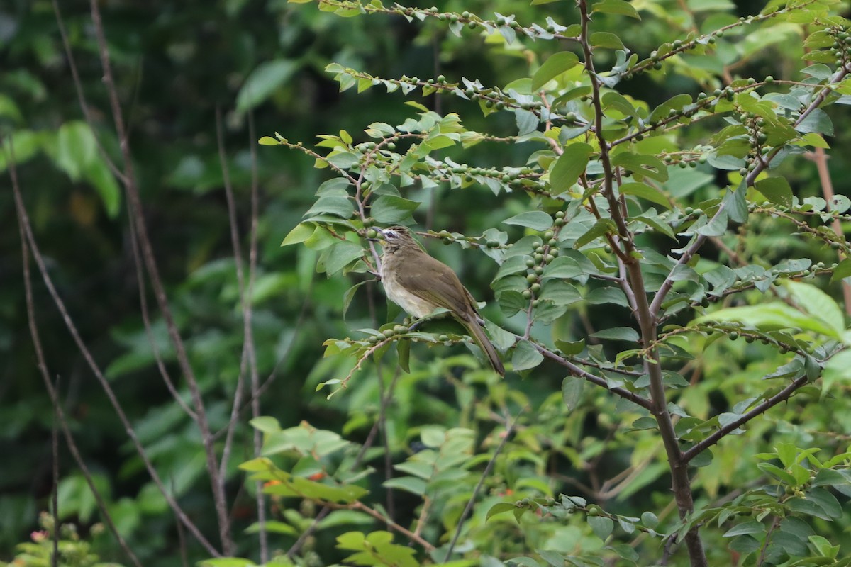 White-browed Bulbul - ML641906703