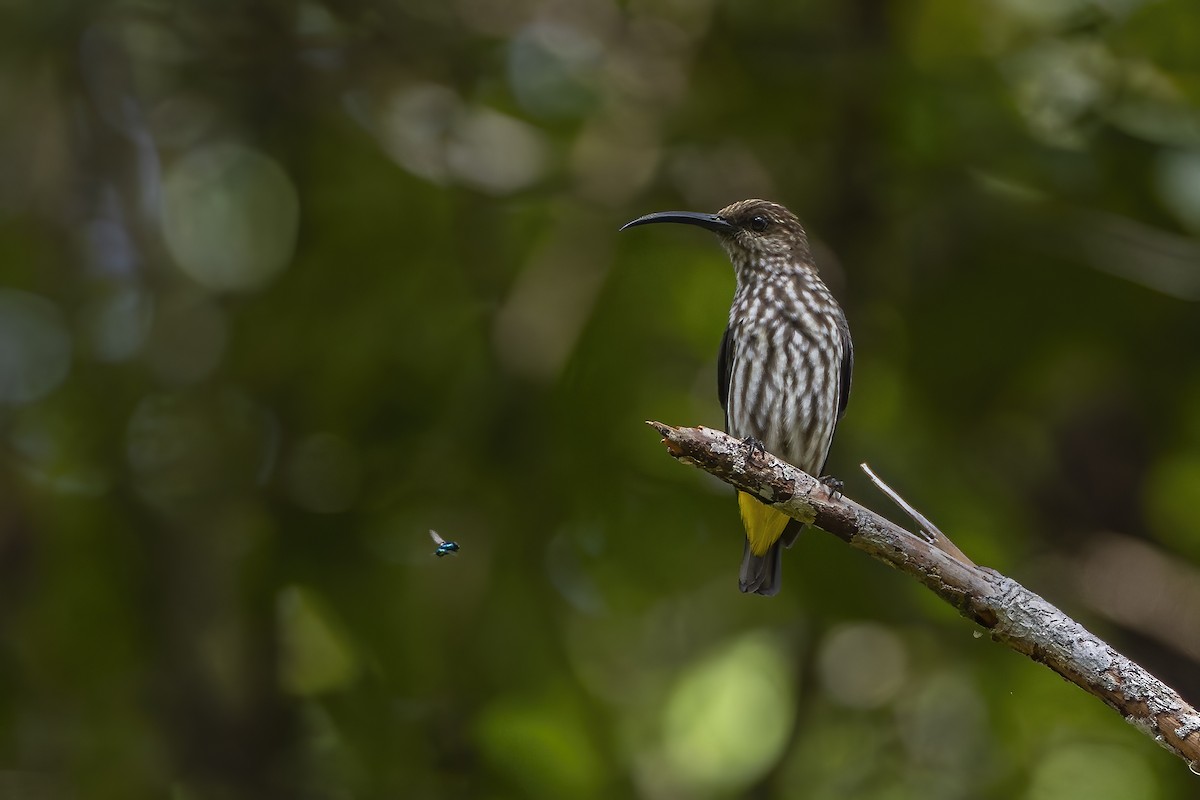 Whitehead's Spiderhunter - ML641906709