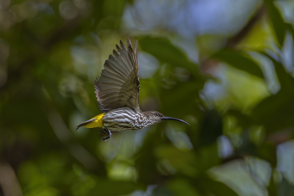 Whitehead's Spiderhunter - ML641906712