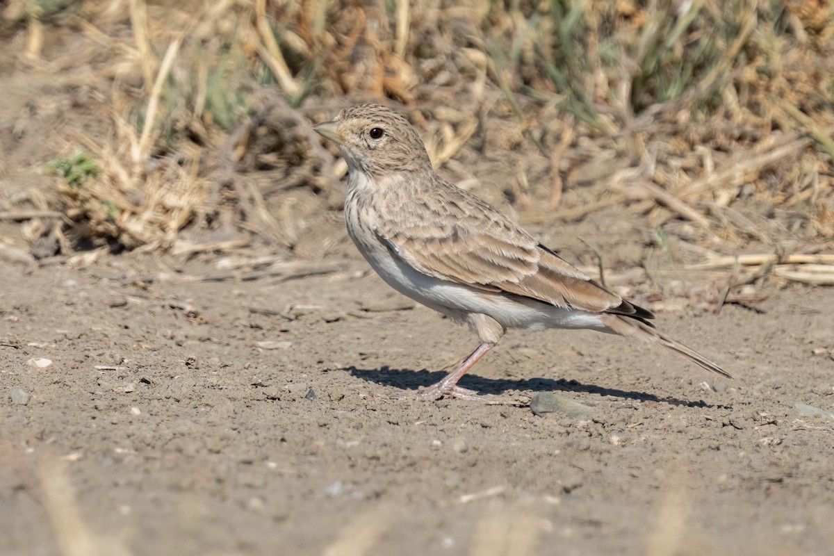 Turkestan Short-toed Lark - ML641906720