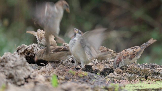 House Sparrow - ML641906750