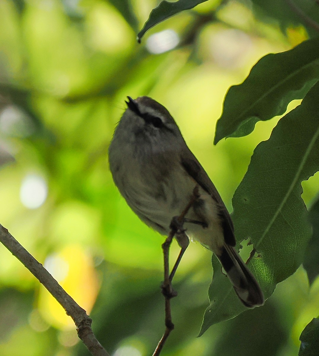 Brown Gerygone - ML641906758